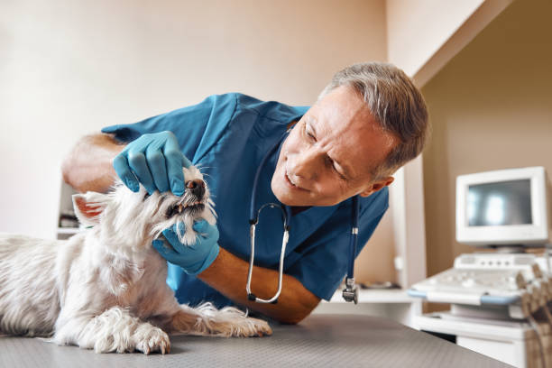 Best Weekend Emergency Dentist in Mead, CO